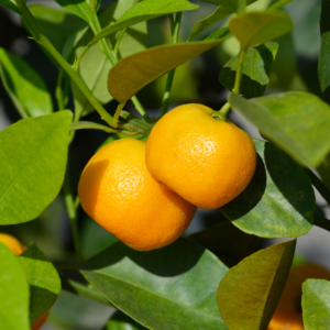 Calamansi Live Plant, Calamondin Dwarf Tree, Calamondin Live Tree, Calamansi Lime Tree From 15 Inches Tall, Calamondin Small Orange Plant In Gallon Pot