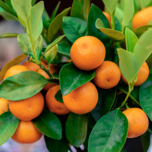 Calamondin Live Plant, Calamansi Tree Live 15 To 18 Inches Tall Gallon Potted, Calamondin Tree Live Plant Dwarf, Calamondin Tree Indoor