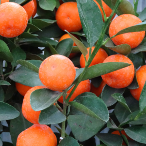 Calamansi Plant, Calamondin Citrus Plant Live, Calamondine Tree, Calamondin Orange Tree Live Plant, Calamansi Plant Indoor, From 1 Feet Tall Gallon Pot