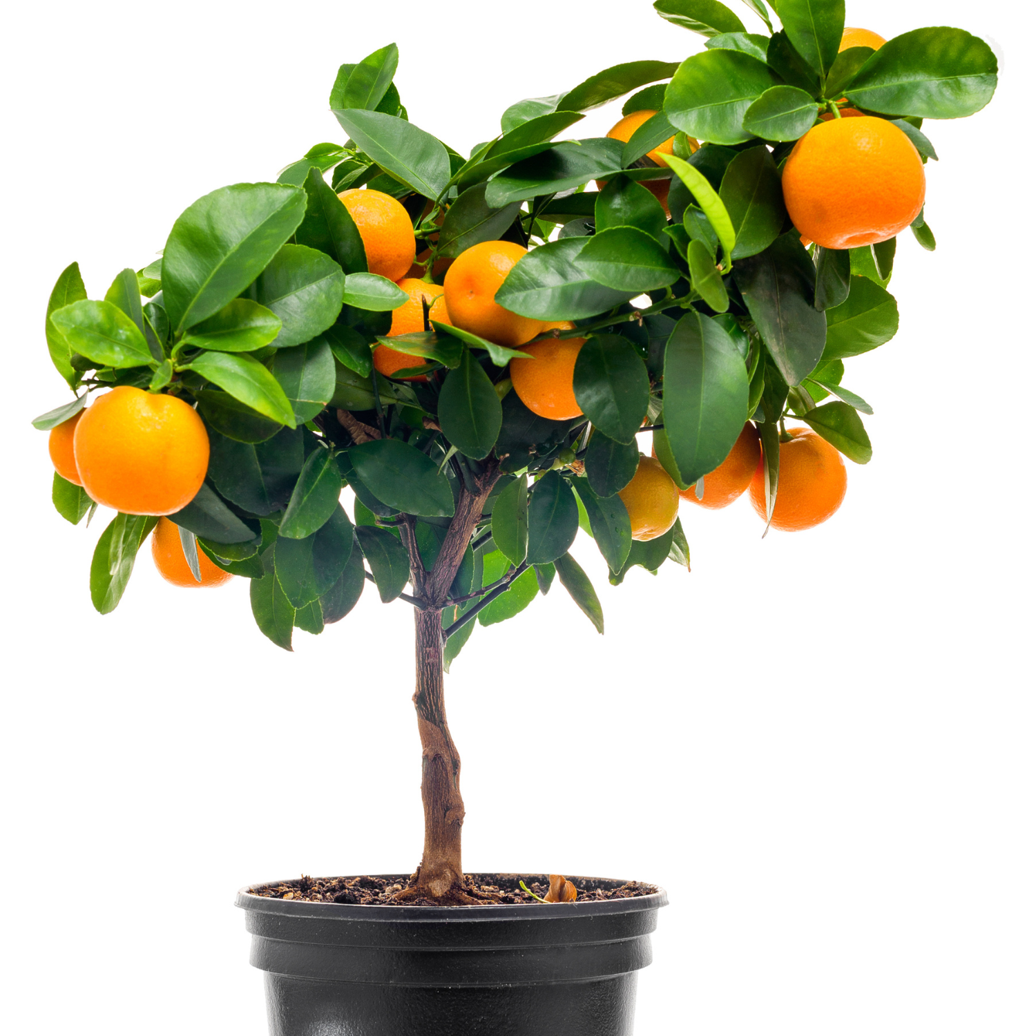 Calamansi Plant Live, Dwarf Calamondin Tree, Calamondin Live, Calamondin Plant Live Gallon Potted From 16 Inches Tall, Calamansi Live Tree Outdoor Indoor