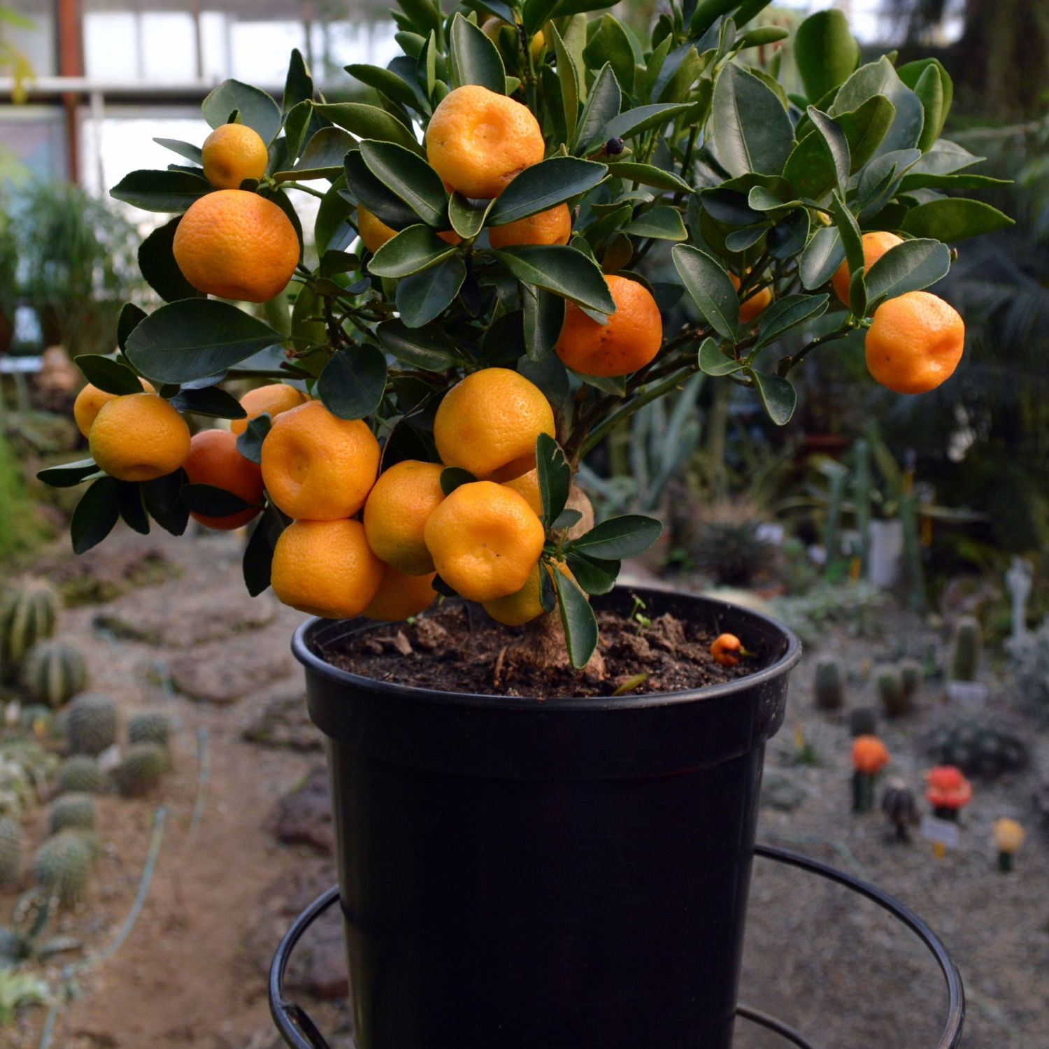 Calamansi Plant Live, Dwarf Calamondin Tree, Calamondin Live, Calamondin Plant Live Gallon Potted From 16 Inches Tall, Calamansi Live Tree Outdoor Indoor - Image 2