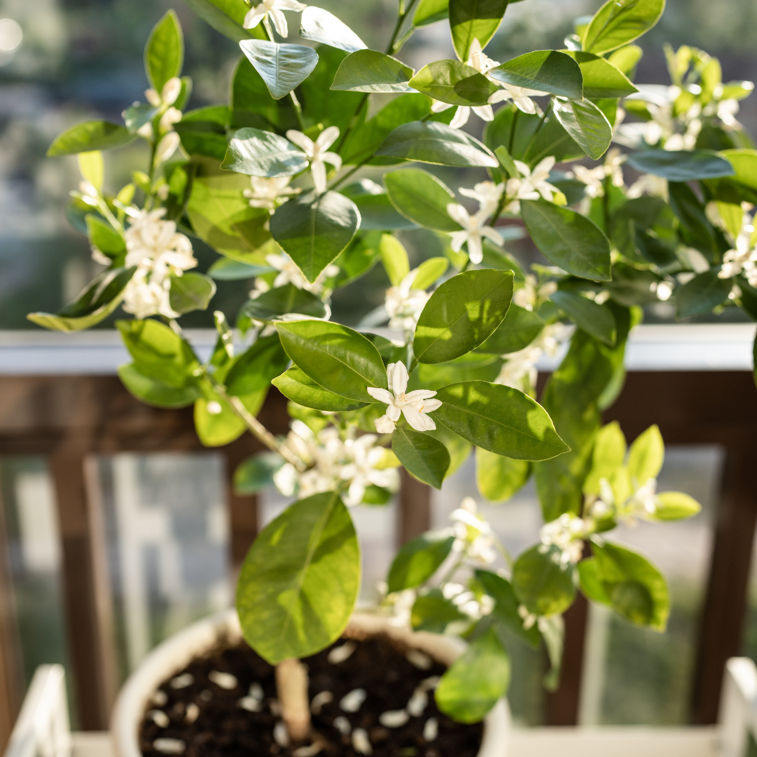 Calamansi Plant Live, Dwarf Calamondin Tree, Calamondin Live, Calamondin Plant Live Gallon Potted From 16 Inches Tall, Calamansi Live Tree Outdoor Indoor - Image 3