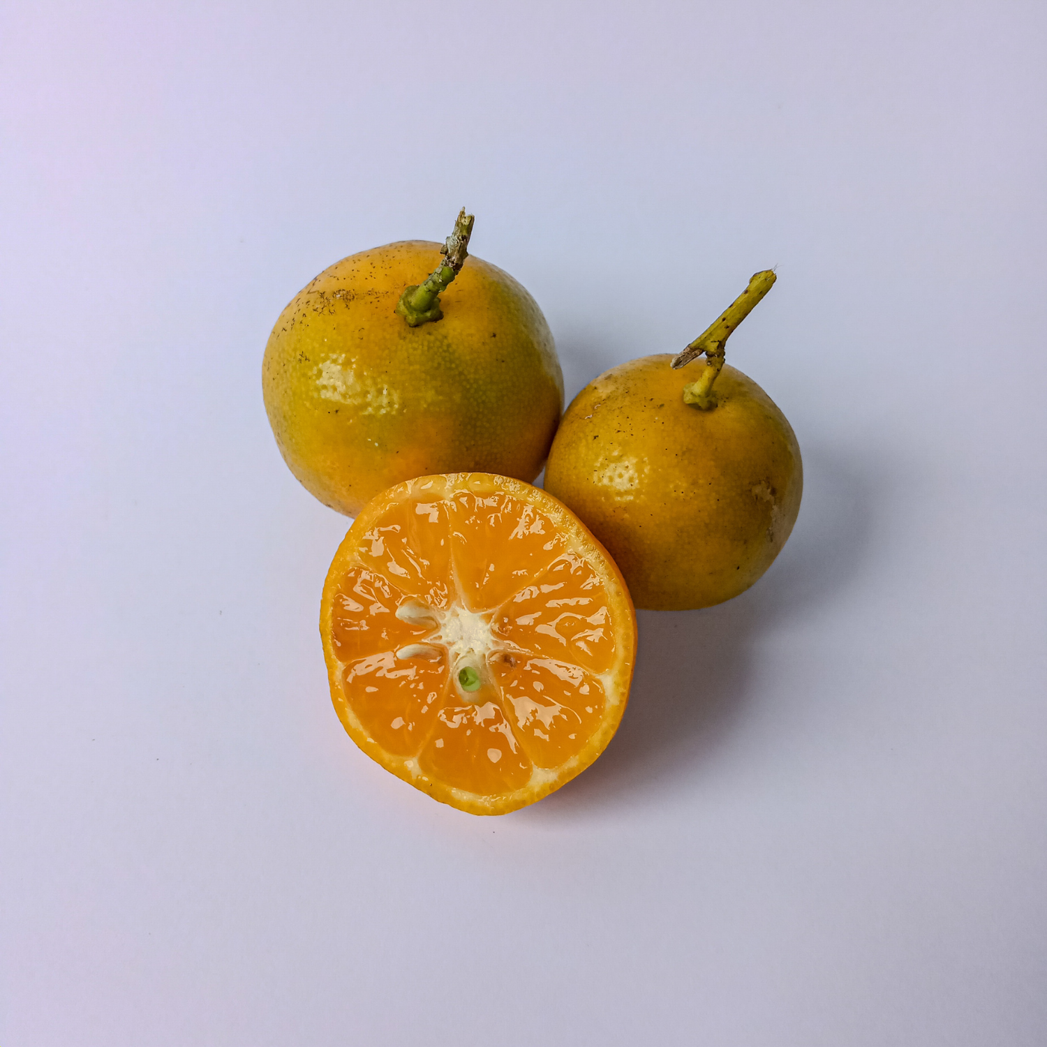 Calamansi Plant Live, Dwarf Calamondin Tree, Calamondin Live, Calamondin Plant Live Gallon Potted From 16 Inches Tall, Calamansi Live Tree Outdoor Indoor - Image 4