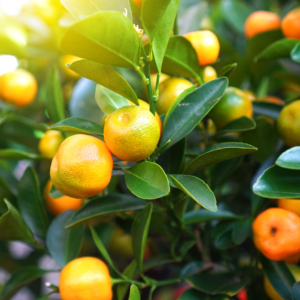 Calamondin Tree, Calamondin Orange Tree Indoors, Calamansi Live Plant, Calamansi Fruit Tree Large From 14 To 18 Inches Tall, Gallon Pot