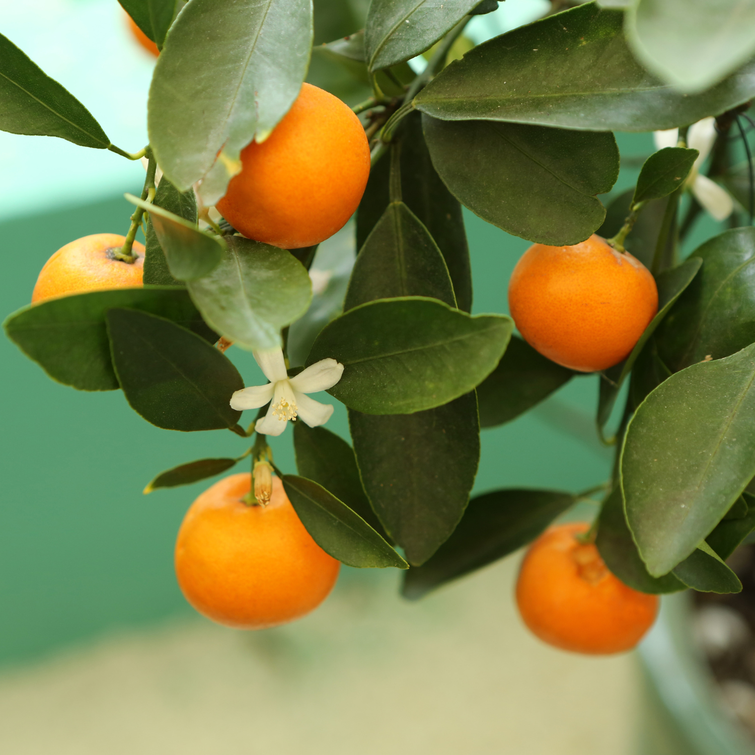 Calamondin Tree, Calamondin Orange Tree Indoors, Calamansi Live Plant, Calamansi Fruit Tree Large From 14 To 18 Inches Tall, Gallon Pot - Image 2