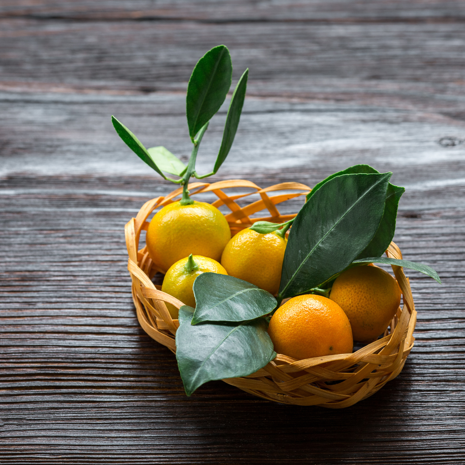 Calamondin Tree, Calamondin Orange Tree Indoors, Calamansi Live Plant, Calamansi Fruit Tree Large From 14 To 18 Inches Tall, Gallon Pot - Image 3