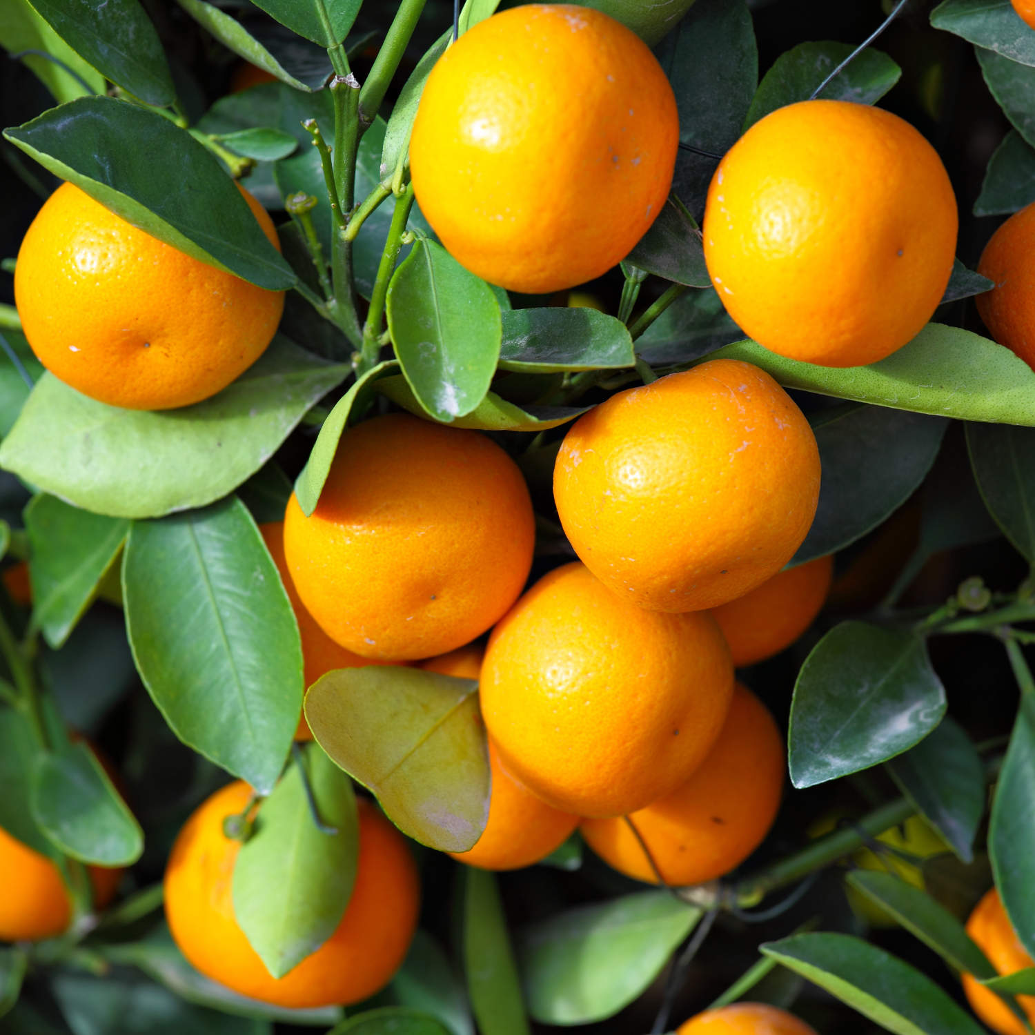 Calamondin Tree, Calamondin Orange Tree Indoors, Calamansi Live Plant, Calamansi Fruit Tree Large From 14 To 18 Inches Tall, Gallon Pot - Image 5