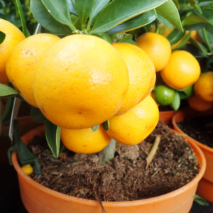 Calamondin Plant, Calamondin Citrus Tree, Calamondin Orange Tree Live In Gallon Pot, Dwarf Calamansi Tree 16 Inches Tall, Calamansi Plant Tree