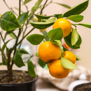 Calamansi Tree Live Plant, Calamondin Citrus Plant, Calamondin Orange Tree Plant 16 Inches Tall In Gallon Pot, Calamansi Tree Live Plant Dwarf
