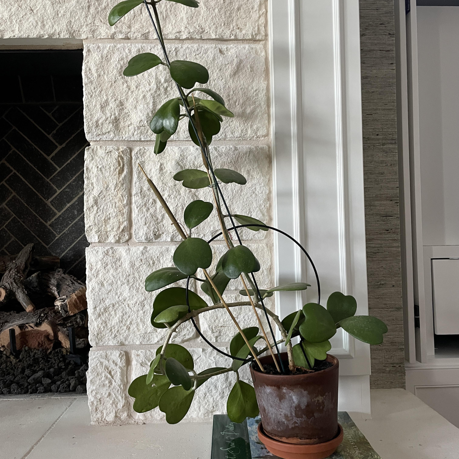 Hoya Kerrii Heart Plant Live, Hoya Plant, Hoya Kerrii Plant Live 2 Inches Pot For Planting - Image 2