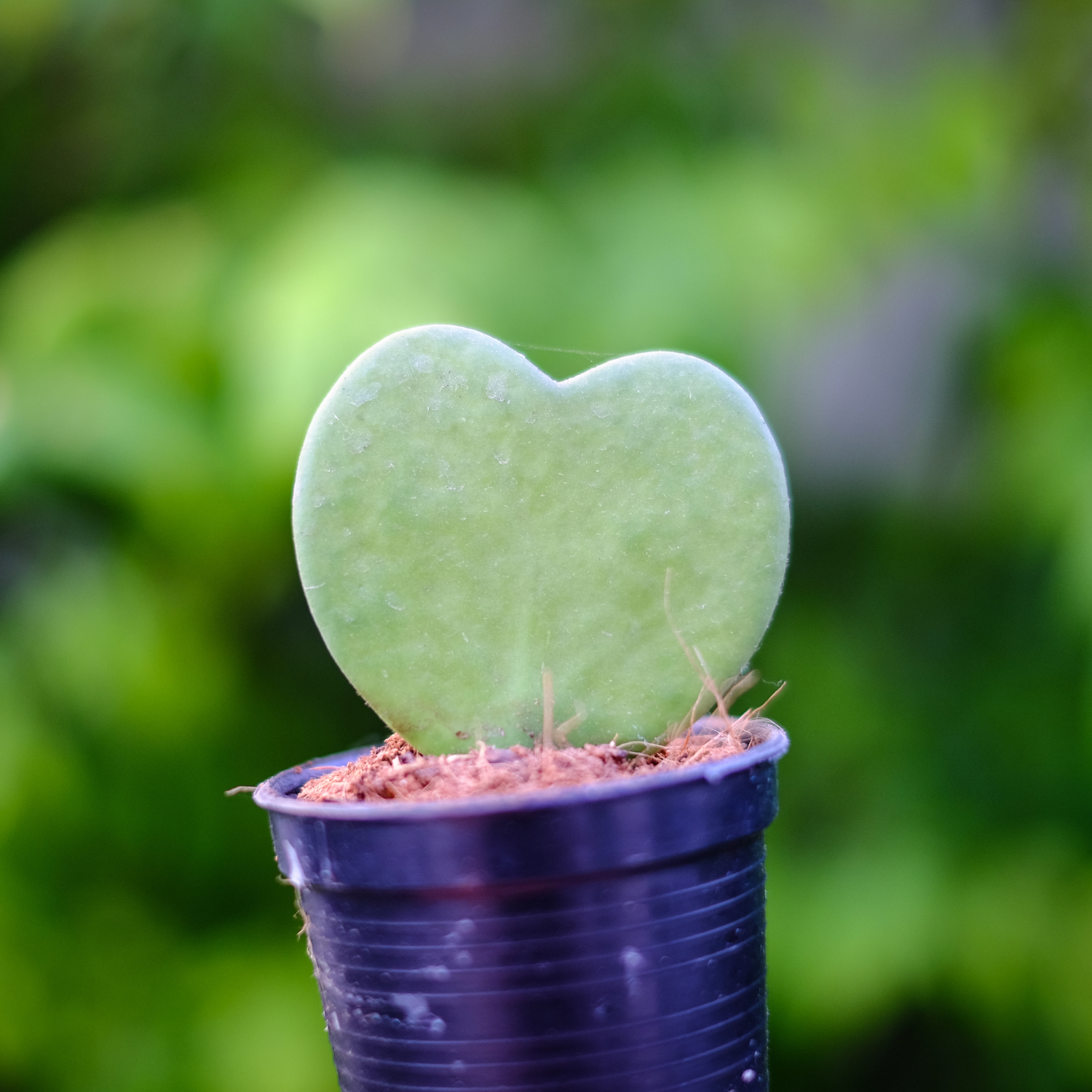 Hoya Kerrii Heart Plant Live, Hoya Plant, Hoya Kerrii Plant Live 2 Inches Pot For Planting - Image 3