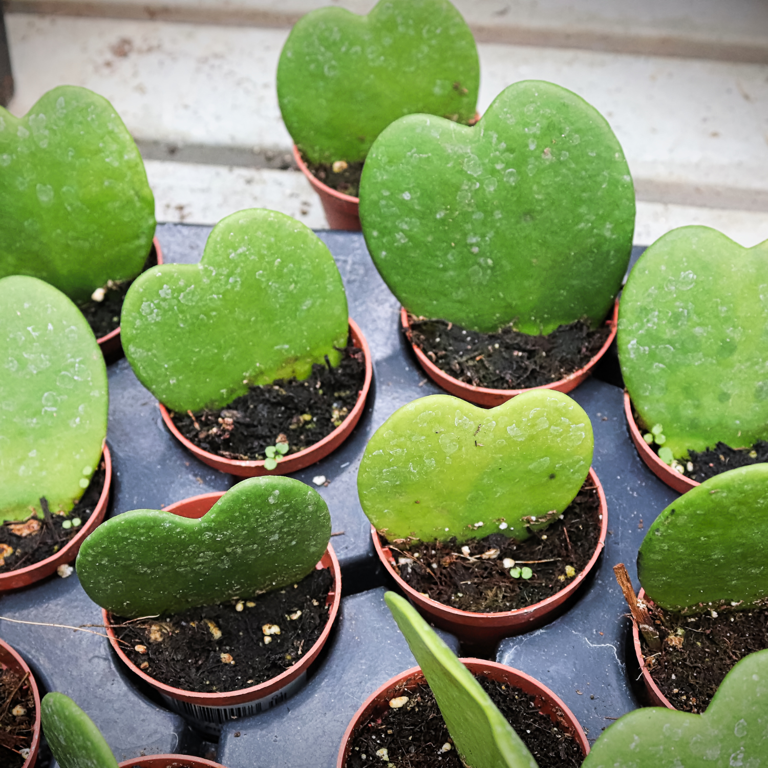 Hoya Kerrii Heart Plant Live, Hoya Plant, Hoya Kerrii Plant Live 2 Inches Pot For Planting - Image 4