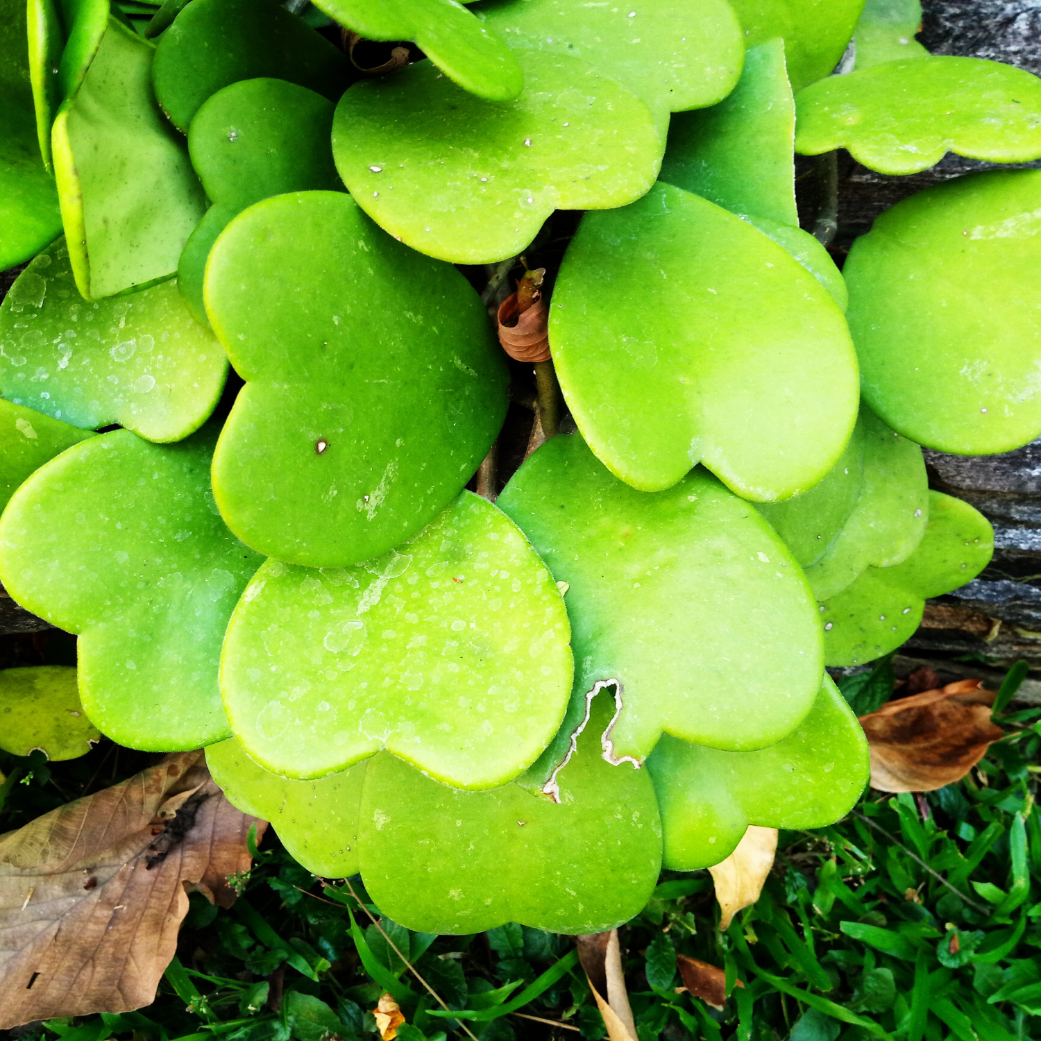 Hoya Kerrii Heart Plant Live, Hoya Plant, Hoya Kerrii Plant Live 2 Inches Pot For Planting - Image 5