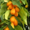 Grafted Live Kumquat Tree Live Plant, 2 Feet Tall, Gallon Pot, Can't Ship to CA