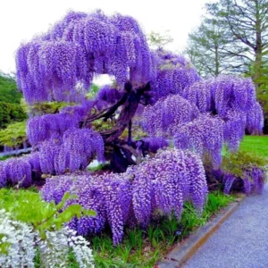Purple Wisteria Tree Plant Live, 12 to 15 Inch Tall, 2.5 Inch Pot, Wisteria Tree Live Plant, Wisteria Live Plant, Wisteria Vine Plant, Wisteria Tree Live Plant, Well Rooted, Ready to Plant