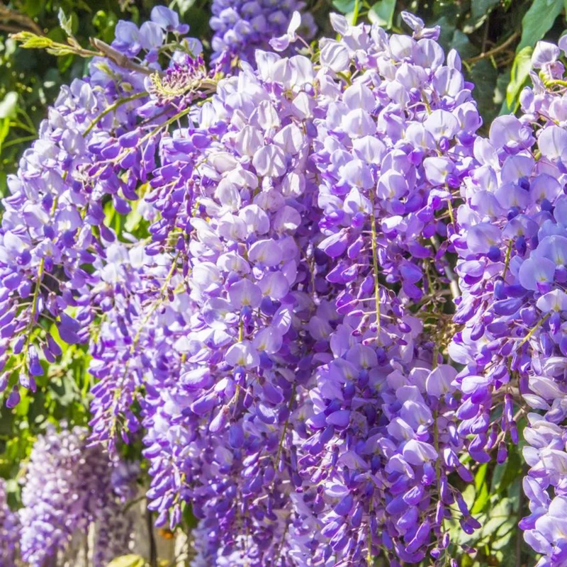 Purple Wisteria Tree Plant Live, 12 to 15 Inch Tall, 2.5 Inch Pot, Wisteria Tree Live Plant, Wisteria Live Plant, Wisteria Vine Plant, Wisteria Tree Live Plant, Well Rooted, Ready to Plant