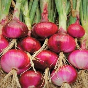 100 Onion Bulbs for Planting, Bulbing Onion Seeds, Onion Bulbs for Planting, Onion Sets, Bulk Onion Sets