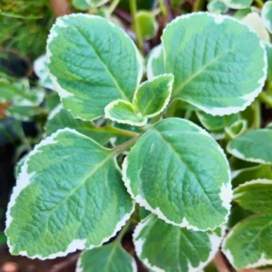 3 Variegated Cuban Oregano Plants Live, Live Cuban Oregano Plant Indoor, 4 to 6 Inc Tall, Mexican Mint Plant, Spanish Thyme Plant Live, Well Rooted