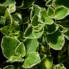 03 Cuban Oregano Plants Live, Live Variegated Cuban Oregano Plant Indoor, 3 to 6 Inc Tall, Mexican Mint Plant, Spanish Thyme Plant Live