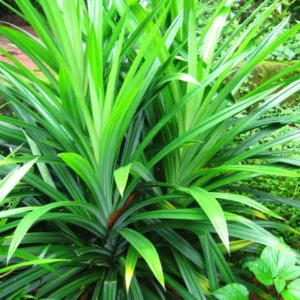 Live Pandan Plant Indoor, Pandan Plant Live, 4 to 7 Inch Long, Pandan Leaves Plant Herb, Pandan Live Plant Indoor, Succullent Plant Live