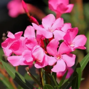 Oleander Plant Live, Live Pink Oleander Plant, 4 to 6 Inc Tall, Pink Oleander Live Plant, Shrub Plant for Gardening Outdoor Indoor