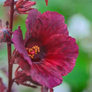 Hibiscus Plants Live, 02 Cranberry Hibiscus Live Plants, Pink Hibiscus Plants, 4 to 6 Inches Tall, Hibiscus Flowers Plants
