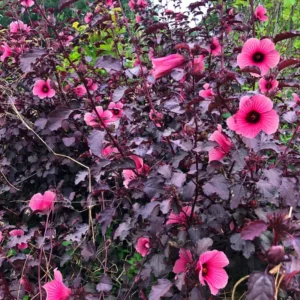 02 Cranberry Hibiscus Live Plants, Pink Hibiscus Plants, 4 to 6 Inches Tall, Hibiscus Plants Live, Hibiscus Flowers Plants, Hibiscus Starter Plants