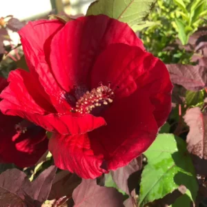 02 Cranberry Hibiscus Live Plants, Pink Hibiscus Plants, 4 to 6 Inches Tall, Hibiscus Plants Live, Hibiscus Flowers Plants, Hibiscus Starter Plants