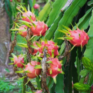 Dragon Fruit Plant Live, Live White Dragon Fruit Plant, 4 to 7 Inches Tall, Sweet Fruit Plant, Dragon Fruit Live Plant, Dragon Fruit Starter Plant