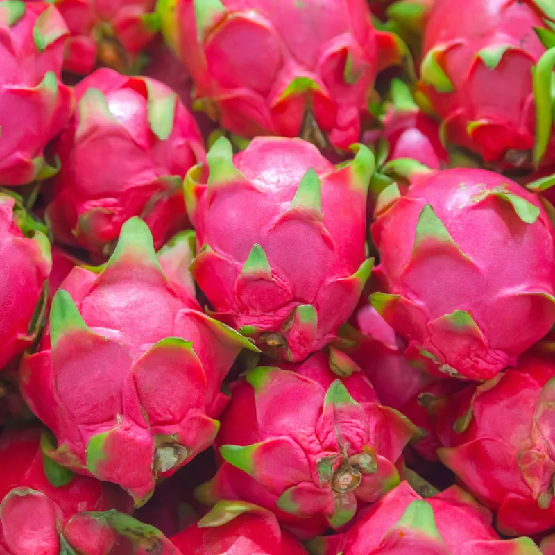 2 White Dragon Fruit Plants Live, 4 to 6 Inches Tall, Live Dragon Fruit Plant, Sweet Fruit Plant, Dragon Fruit Live Plant Indoor