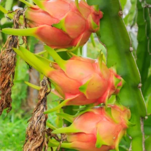 2 Dragon Fruit Plants Live, Live White Dragon Fruit Plant, 4 to 7 Inches Tall, Sweet Fruit Plant, Dragon Fruit Live Plant, Dragon Fruit Starter Plant