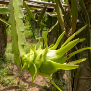 2 Dragon Fruit Plants Live, Live White Dragon Fruit Plant, 4 to 7 Inches Tall, Sweet Fruit Plant, Dragon Fruit Live Plant, Dragon Fruit Starter Plant