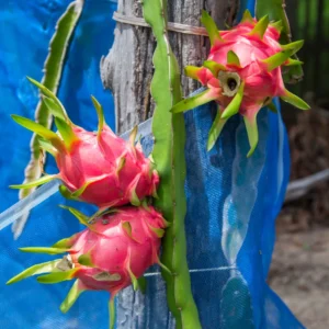 2 Dragon Fruit Plants Live, Live White Dragon Fruit Plant, 4 to 7 Inches Tall, Sweet Fruit Plant, Dragon Fruit Live Plant, Dragon Fruit Starter Plant