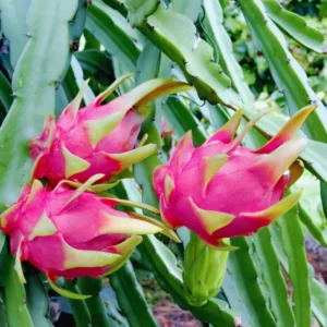 Dragon Fruit Plant Live, Live Purple Dragon Fruit Plant, 4 to 7 Inches Tall, Sweet Fruit Plant, Dragon Fruit Live Plant, Dragon Fruit Starter Plant