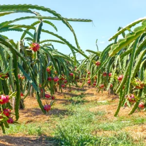 Dragon Fruit Plant Live, Live Purple Dragon Fruit Plant, 4 to 7 Inches Tall, Sweet Fruit Plant, Dragon Fruit Live Plant, Dragon Fruit Starter Plant
