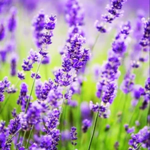 Lavender Plants Live, Live Lavender Plant Indoor Outdoor, Edible Herb