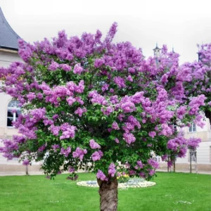 Lilac Tree Plant Live, Well Rooted, Easy to Plant
