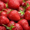 Eversweet Everbearing Strawberry 25 Bare Root Plants