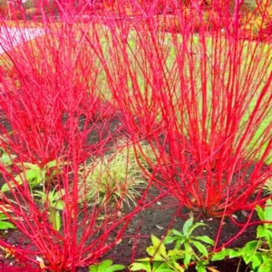 Red Twig Dogwood Live Plant Shrub, Well Rooted, No Pot, 8-16 Inc Liners, No Leaf in Winter