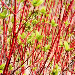 Red Twig Dogwood Shrub Tree, Twig Dogwood Bushes Live Plant, Bare Root, 8-16 Inc Liners, Dormant in Winter