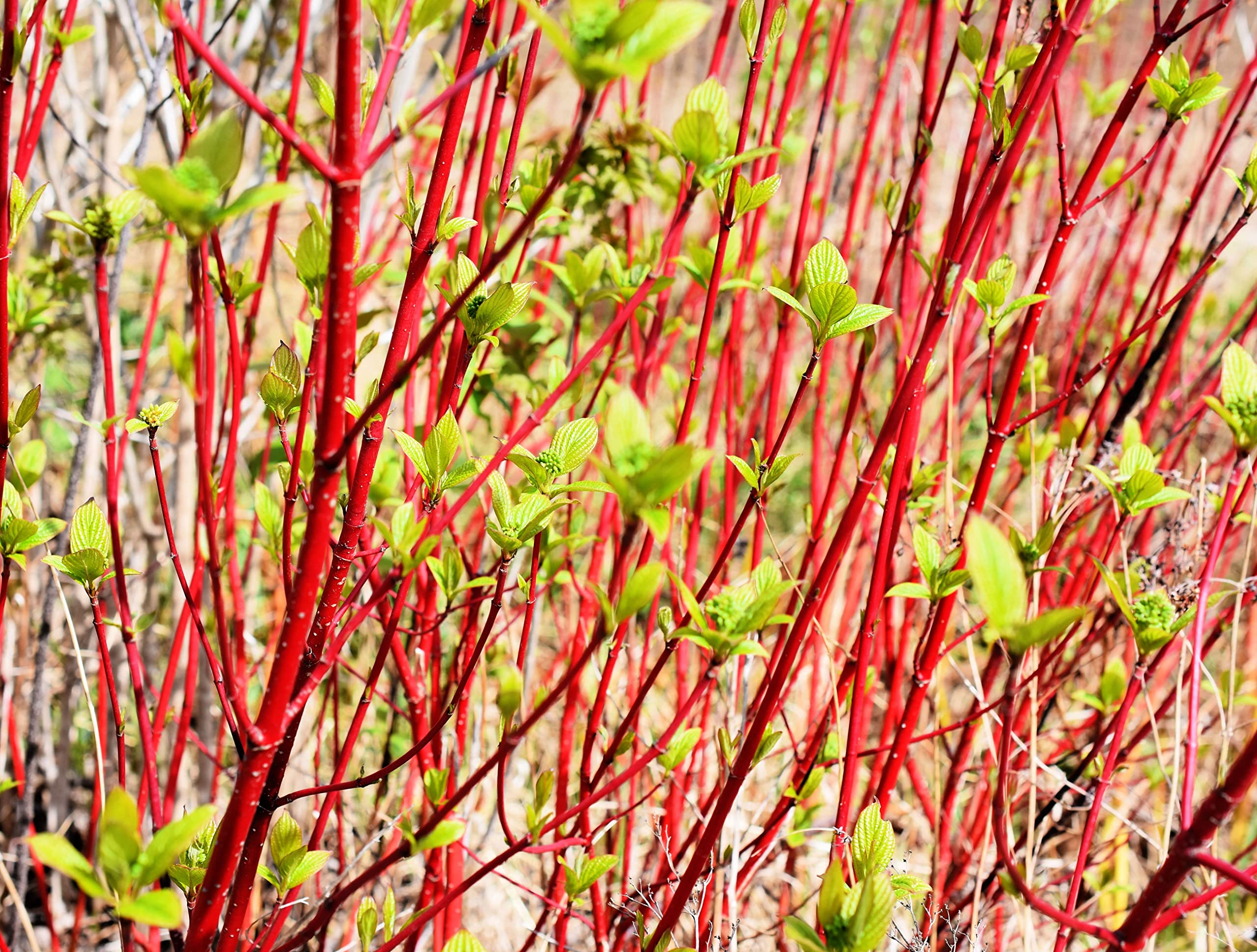Red Twig Dogwood Shrub Tree, Twig Dogwood Bushes Live Plant, Bare Root, 8-16 Inc Liners, Dormant in Winter