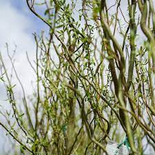 10 Corkscrew Willow Tree Cuttings, Hardy Willow Tree for Planting, Unrooted Cuttings