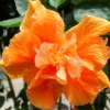 Hardy Hibiscus Plants Live, Tropical Hibiscus Plant, Hibiscus Tree Live Plant,6 to 9 Inch, Well-Rooted, Hardy Perennial