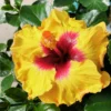 Pack 2 Hibiscus Tree Live Plant, Hardy Hibiscus Plants Live, 6 to 8 Inch Tall, Fully Rooted, Colorful Flowers for Garden Bareroot