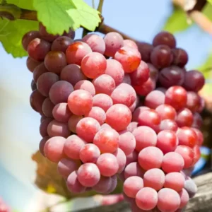 Versatile Grape Plant, 8-16 Inches Tall, Large Sweet Grape Seedling for Landscaping