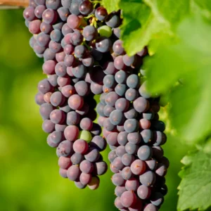 Versatile Grape Plant, 8-16 Inches Tall, Large Sweet Grape Seedling for Landscaping