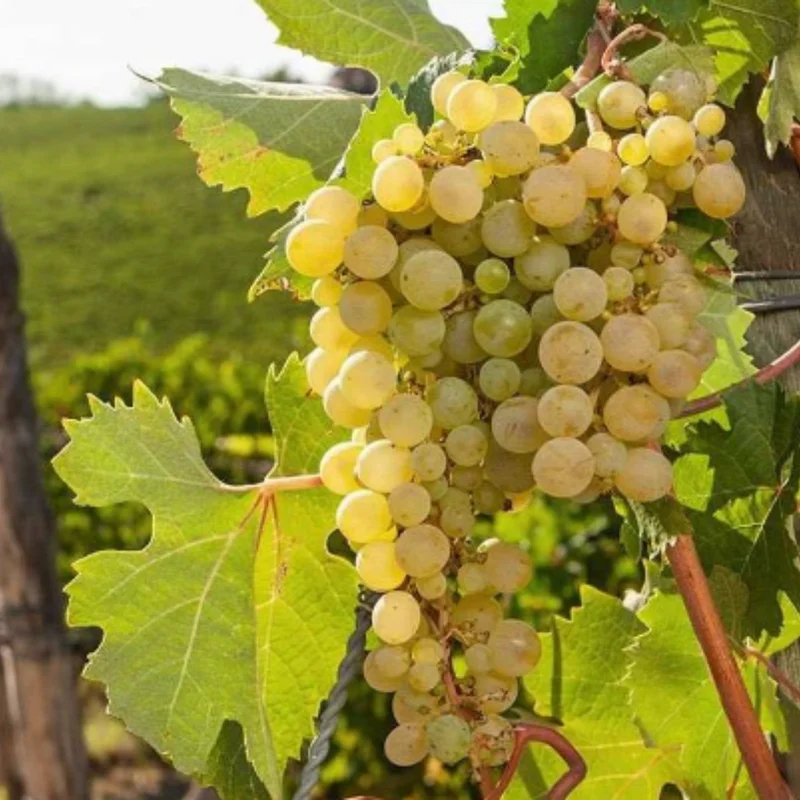 Versatile Grape Plant, 8-16 Inches Tall, Large Sweet Grape Seedling for Landscaping