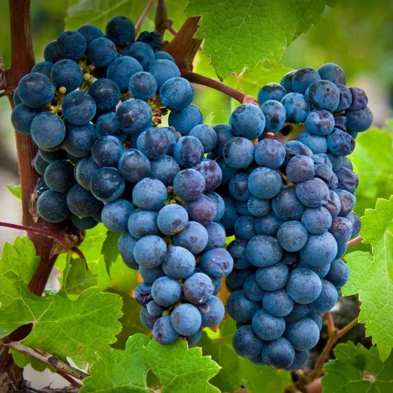 Versatile Grape Plant, 8-16 Inches Tall, Large Sweet Grape Seedling for Landscaping