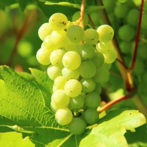 Versatile Grape Plant, 8-16 Inches Tall, Large Sweet Grape Seedling for Landscaping