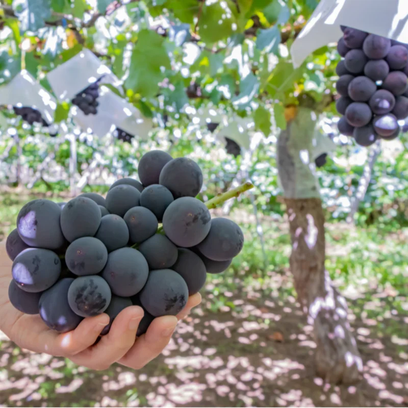 Versatile Grape Plant, 8-16 Inches Tall, Large Sweet Grape Seedling for Landscaping